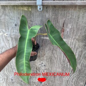 Philodendron MEXICANUM