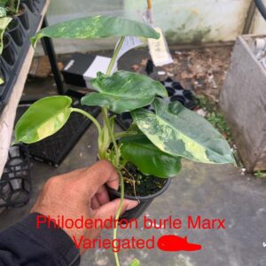 Philodendron burle Marx Variegated