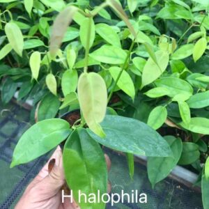 Halophila