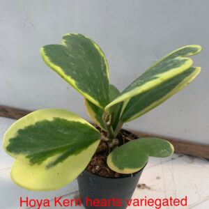 Kerri hearts variegated
