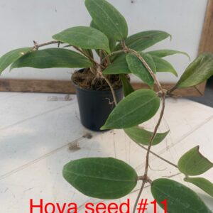 Seed # 11