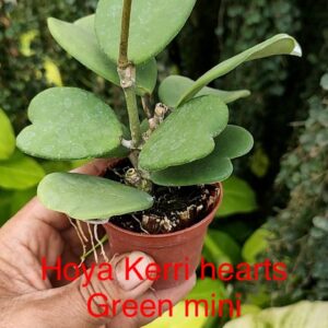 Kerri Hearts Green Mini