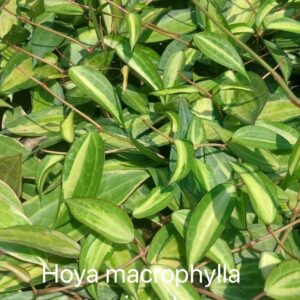 Macrophylla Variegata