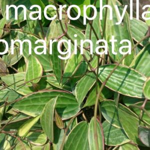 Macrophylla Albomarginata