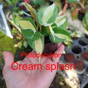 Philodendron Cream splash
