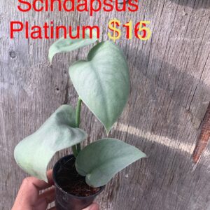 Scindapsus Platinum