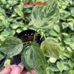 Philiodendron heart leave Variegated