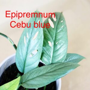 Epipremnum Cebu blue