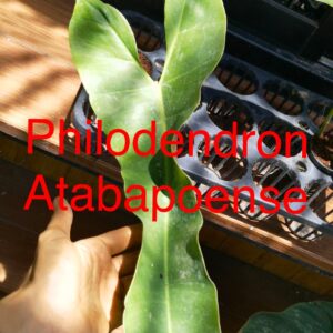 Philpdendron Atabapoense